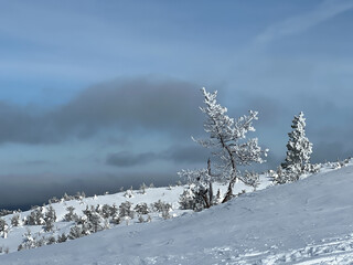 Morning winter landscape of a snow-covered hill in fog with small pines in frost