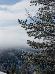 Close up of a tall spruce tree on the top of snow covered hill, standing above a coniferous forest, covered with morning fog