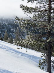 Close up of a tall spruce tree on the top of snow covered hill, standing above a coniferous forest, covered with morning fog