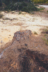 Cut pine log in natural outdoors scene