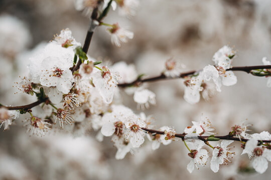 Blüten im Schnee, Aprilwetter, Frühlingserwachen