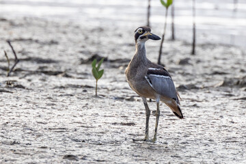 Beach Stone Curlew or Thick Knee in Queensland Australia