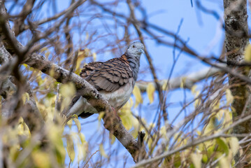 Bar-shouldered Dove in Queensland Australia