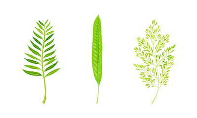 Green fern and palm leaves set. Green tropical leaf vector illustration