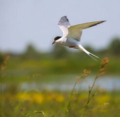 Common Tern in the floodplain of the Pripyat river