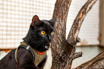 A little black panther walking down the street on a leash!