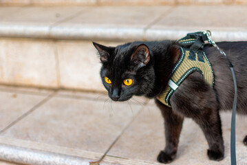 A little black panther walking down the street on a leash!