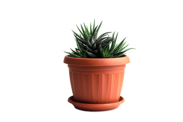 Fototapeta premium Aloe vera in pot isolated on white background