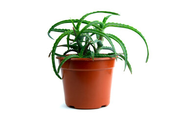 Aloe vera in pot isolated on white background