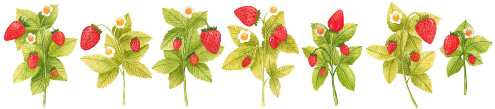 Set of hand drawn watercolor strawberry branches isolated on white background. Fresh summer berries with leaves and flower for print, card, sticker, textile design, product packaging