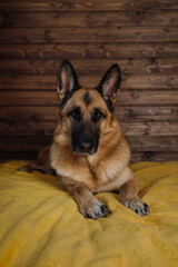 A charming thoroughbred domestic dog is resting in the room. Black and red German Shepherd is lying...