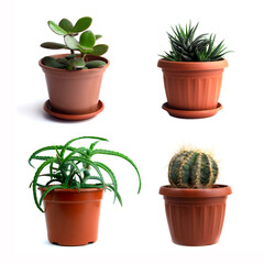 collection set of different houseplants in flowerpot isolated on white background