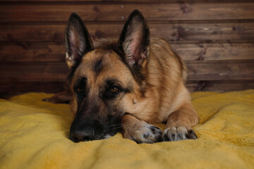 A charming thoroughbred domestic dog is resting in the room. Black and red German Shepherd is lying...