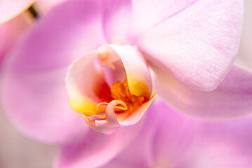 The branch of purple orchids on white fabric background

