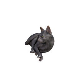 Sphynx cat isolated on white background. 3d rendering-illustration.