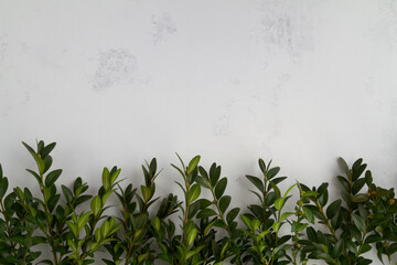 Boxwood branches flat lay, Easter composition with copy space.