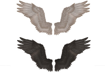 3D Render : Realistic isolated angel wings pair of falcon wings,wings design template