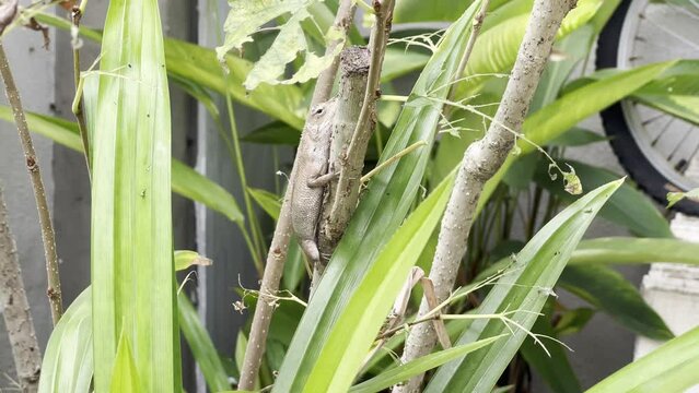 Little master of disguise, wild chameleon oriental garden lizard, calotes versicolor mimicking the color of branch surrounded by home garden plantations, slow handheld motion shot.