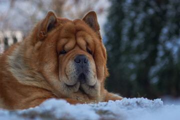 Chow dog portrait in snow