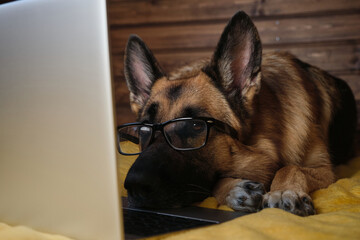 Charming pedigreed domestic dog freelancer with glasses learns using Internet. Black and red German Shepherd is lying on bed on yellow plaid against wooden wall and working on laptop online.