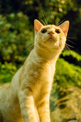 大きな瞳で見上げる猫