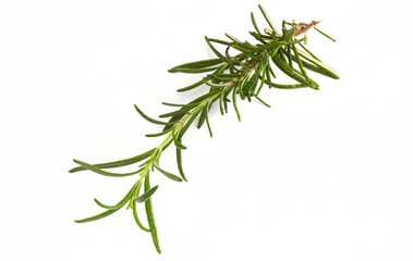 Fototapeta premium single fresh sprig of rosemary isolated on white with copy space