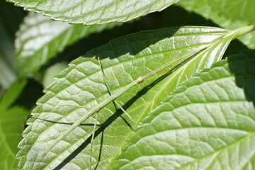 擬態中？のナナフシ