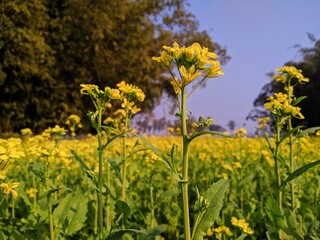 close up yellow mustard flowers in mustard farm.