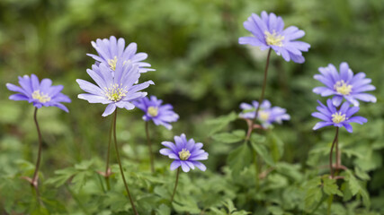Balkan Windröschen (Anemone blanda)