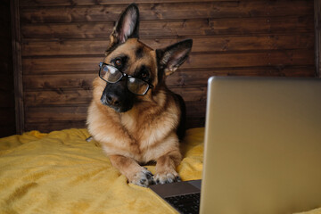 Charming pedigreed domestic dog freelancer with glasses learns using Internet. Black and red German...