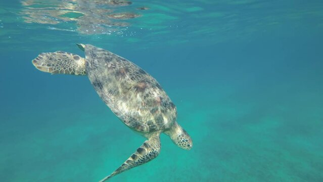 Slow motion, Big Sea Turtle lies under surface of water and takes a breath and dives to the deep on sandy bottom covereg with green sea grsss. Green Sea Turtle (Chelonia mydas). Red Sea, Egypt