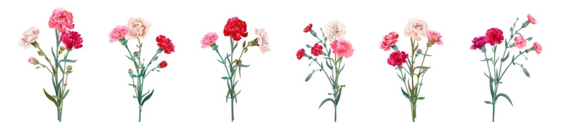 Carnation bouquets. Set of red, pink, white flowers, green leaves on empty background. Digital realistic illustration for Mother's Day, Victory Day. Vintage vector in watercolor style. Panoramic view