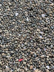 Sakura petals on the stone ground, Nezu shrine, Tokyo Japan, spring 2022