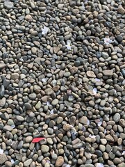 Sakura petals on the stone ground, Nezu shrine, Tokyo Japan, spring 2022