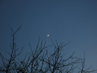 Zweige eines Baumes mit Mond im Hintergrund