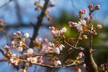 桜、初春