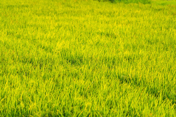 Obraz na płótnie Canvas Rice fields and sunset for background. Golden Rice fields. Rice fields Thailand.