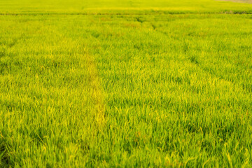 Obraz premium Rice fields and sunset for background. Golden Rice fields. Rice fields Thailand.