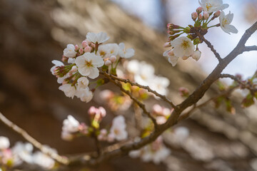 桜、初春