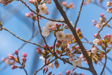 桜、初春