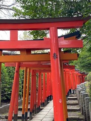 red shrine gates at Nezu Shrine, Tokyo Japan , spring 2022