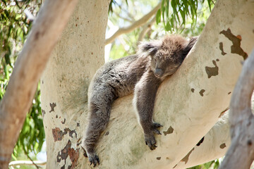 schlafender Koala