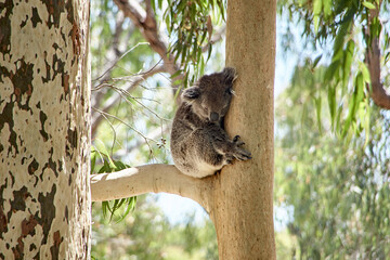 schlafender Koala