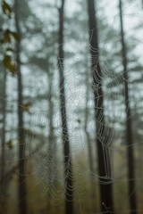 Spider web with dew drops on the background of blurred trunk of pine trees. Spider web in the morning foggy forest.