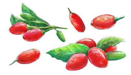 Watercolor illustration with goji berries. Set with berries and leafs.