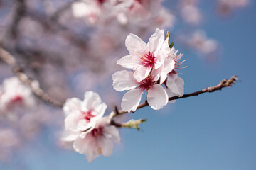 Blooming pink almond trees in Rhineland Palatinate (German Wine Street)