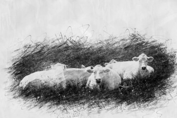 white cows lying in the grass in pencil drwing style