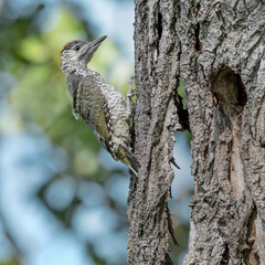 The first day out of nest, portrait of young green woodpecker (Picus virdis)