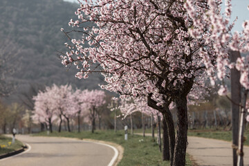 Obraz premium Blooming pink almond trees in Rhineland Palatinate (German Wine Street)