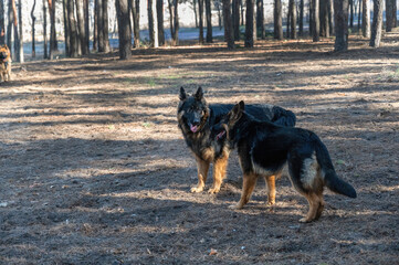 Two young dogs frolic in a pine forest. A male and a female German Shepherd play, chase, sniff, run and study each other. Without leashes. Animal socialization. Blurred motion.